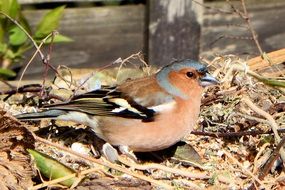 chaffinch on dry foliage