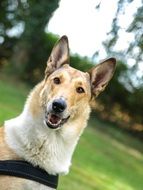 Australia Dog Colli