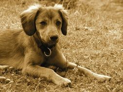 black and white photo of a puppy with a collar on the lawn