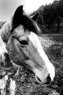 Black and white photo of the horse on the farm