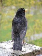 blackbird on a stone wall