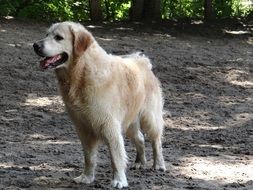 wet golden retriever