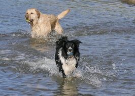 border collie and golden retriever run on water