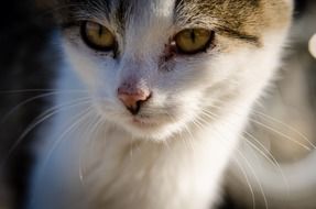 portrait of an adorable homeless cat