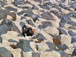 Bird sitting on a rocks