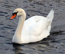 White mute swan