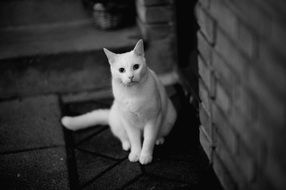 white cat in black and white