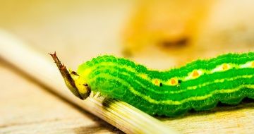 crawling green caterpillar