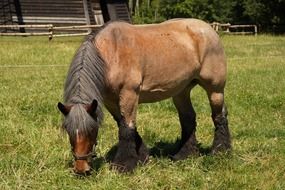 stallion grazing on a ranch