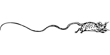 Drawing of Mouse