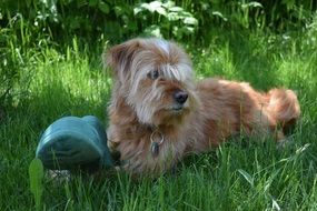 hybrid dog with a shoe