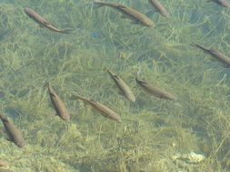 Fish swarm in water