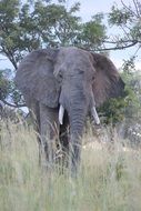 Elephant with wide open ears in wild