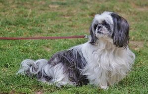black and white pekinese on a leash on green grass