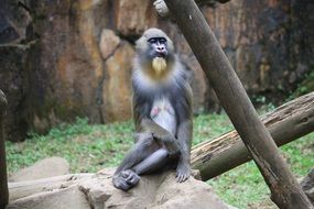 fluffy mandrill in the reserve