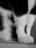 cat with white paws closeup