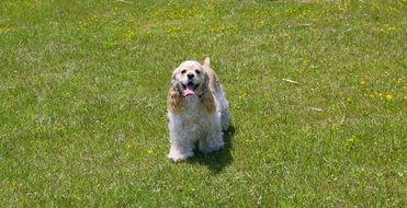 Beautiful Colorful Cocker Spaniel On The Grass
