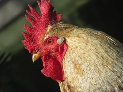 Portrait of Cock on a blurred background