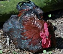 black bird like a chicken