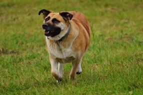 happy dog muzzle