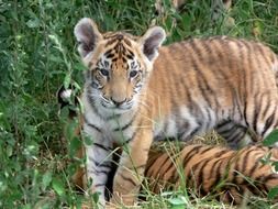 cute baby Tiger playing portrait