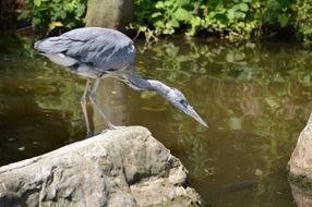 Heron on a stone for fishing