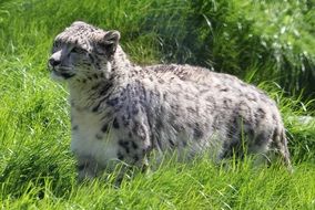 beautiful and cute Snow Leopard