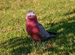 rose-breasted cockatoo in Australia