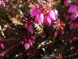 Bees on the flowers