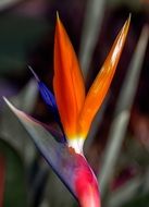 bird of paradise flower in the forest