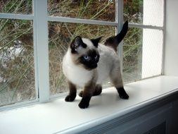 cute Siamese Kitten
