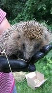 Hedgehog in Hand