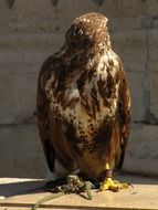 leashed falcon