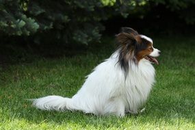 hairy purebred white dog