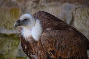 griffon Vulture Raptor portrait