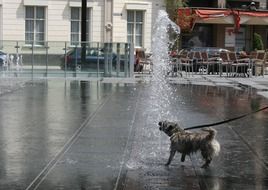 the dog barks at the fountain