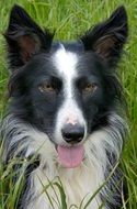 dog border collie among green grass