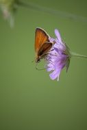 wild butterfly on a flower