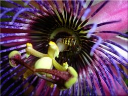 wasp in a purple flower