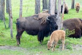 buffalo and bison in american yellowstone park