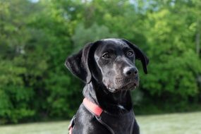young black labrador