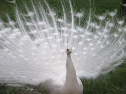 graceful white peacock