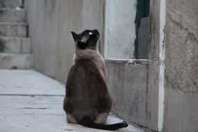 Siamese cat is sitting on the stairs