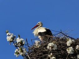 stork in the nest in spring