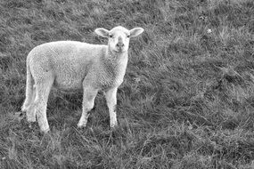 sheep in grass in black and white image