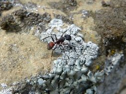 Big ant on a rocks