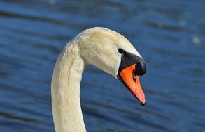 swan on water background