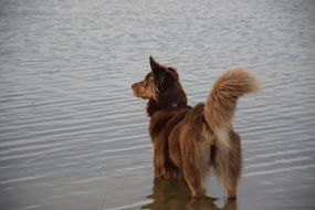 brown Dog in Water