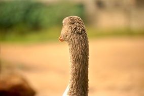 Long gooses neck
