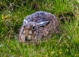 Hare Wild Mammal portrait